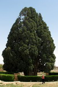 4000 Jahre alte Zypresse von Abarqu