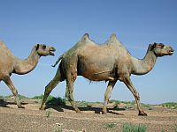 Bild: Wilde Kamele