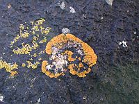 Bild: Flechten auf einem Stein