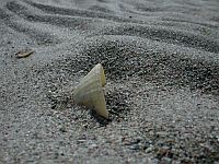 Bild: Muschel im Sand