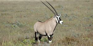 Bild: Oryx-Antilope