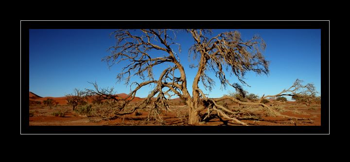 Bild: In der Namib-Wüste