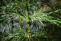 Bild: Chilenischer Bambus