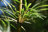 Bild: Chilenischer Bambus