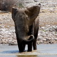 Bild: Elefant beim Baden