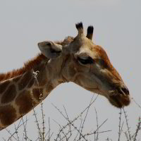 Bild: Giraffe