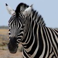 Bild: Zebra