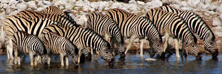Bild: Eine ganze Herde Zebras beim trinken