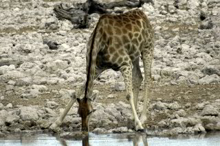 Bild: Giraffen habens schwer