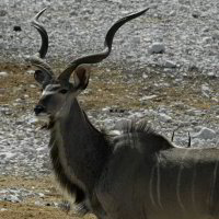 Bild: Kudu