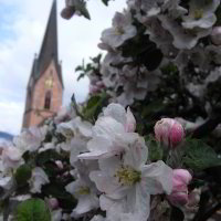 Kirschblüte hinter der Kirche