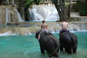 Zwei Deutsche dürfen mit den kleinen Elefanten baden