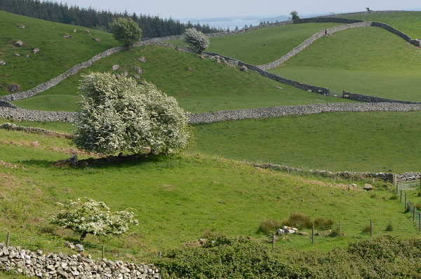 Typische Bäume und Mauern rund um den Lough Corrib