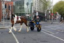 Bild: Mit dem Pferd mitten durch Dublin