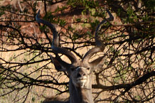 Bild: Ein Kudu
