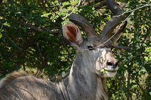 Bild: Ein Kudu