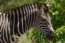 Bild: Nochmal ein Zebra