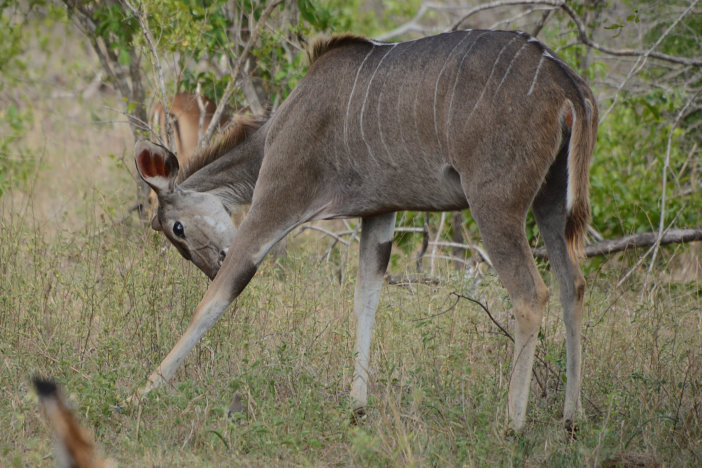 Ein Kudu
