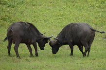 Bild: 2 kämpfende Büffel