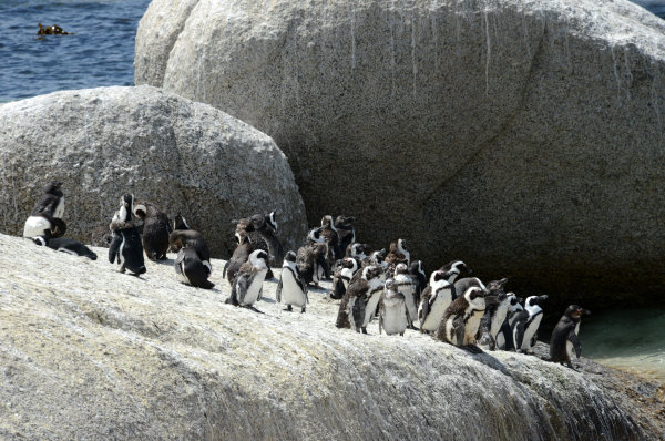 Pinguine wohin man schaut
