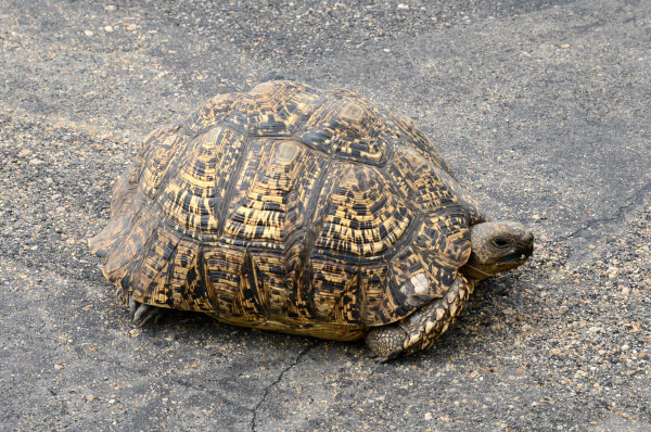Eine Schildkröte kreuzt die Straße