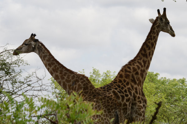Gleich 2 Giraffen