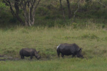 Bild: Rhinos in der Ferne