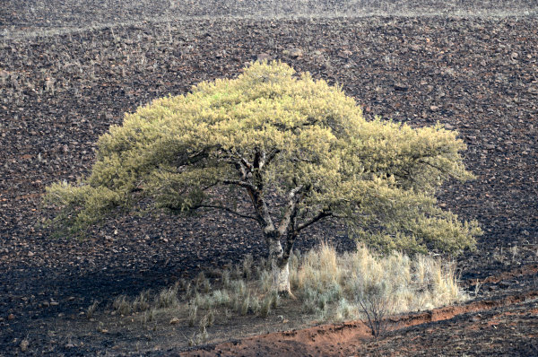 Ein Baum auf einer abgebrannten Fläche