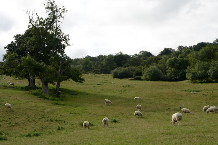 Schafe und schöne Bäume