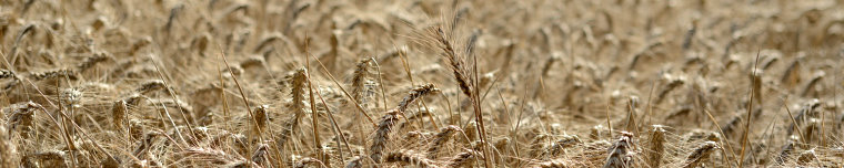 Bild: Sonne auf dem Getreide