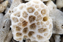 Bild: Ein Stück Koralle am Strand
