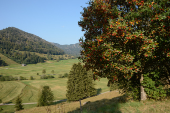 Bild: Landschaft bei Menzenschwand