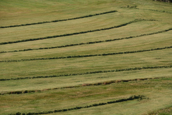 Bild: Landschaft bei Menzenschwand