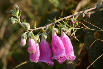 Bild: Digitalis