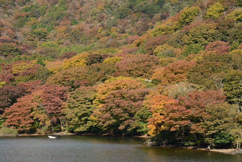 Einfach toll das Herbstlaub - Glück muss man haben