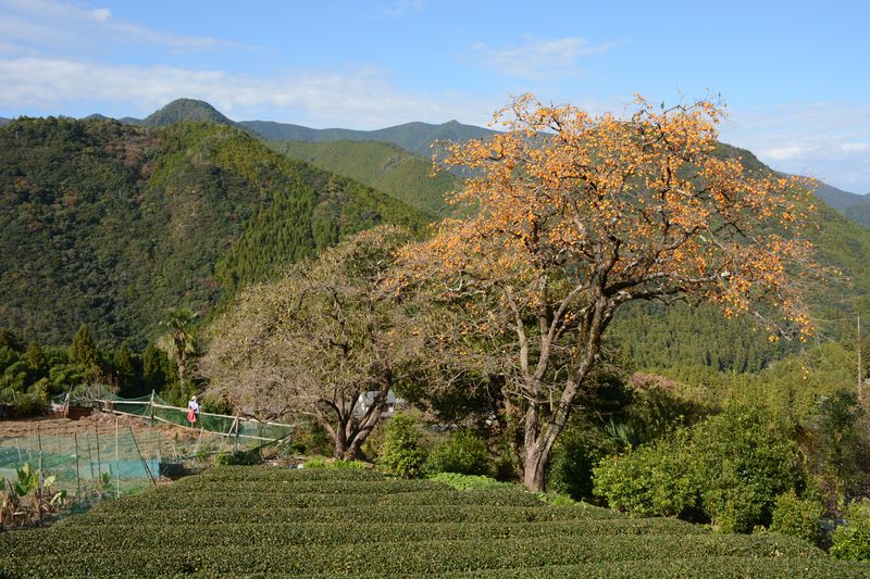 Khakibaum und Teeplantage