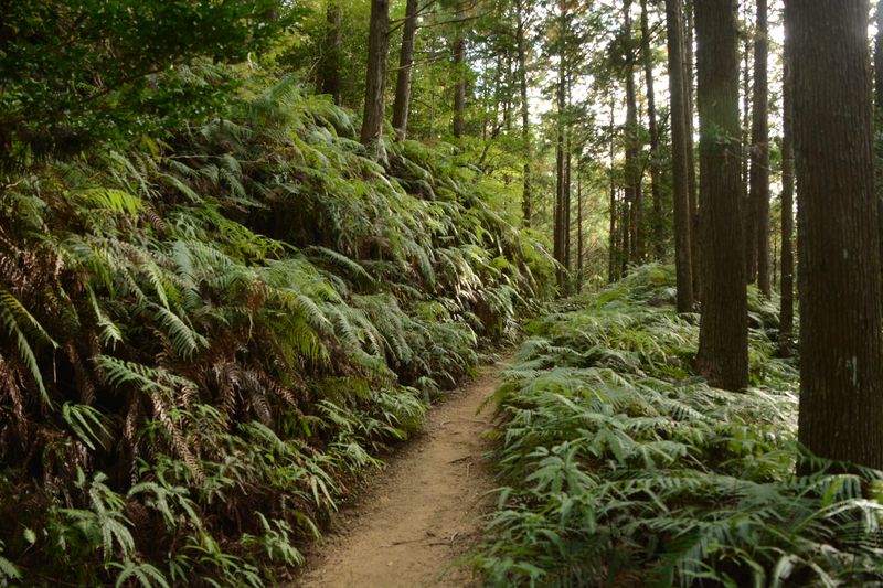 Wieder in den Wald mit Farnen hinein