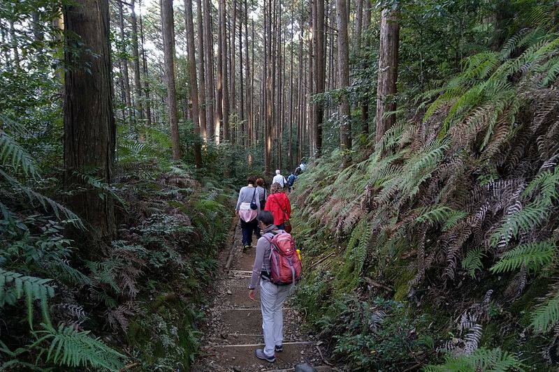 Los geht's in den Wald hinein