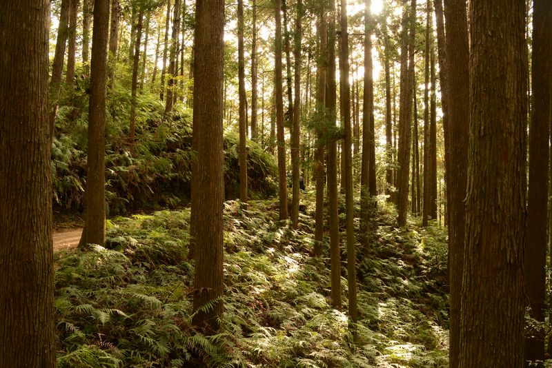 Wieder in den Wald mit Farnen hinein