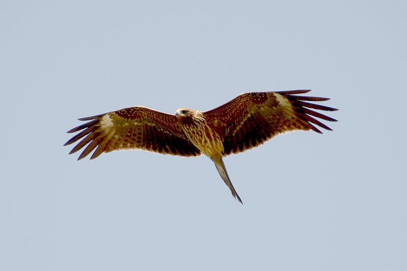 Immer wieder sieht man auch Raubvögel sehr nah