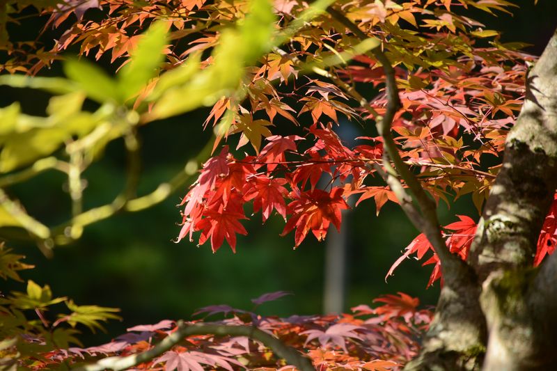 Schönes Herbstlaub