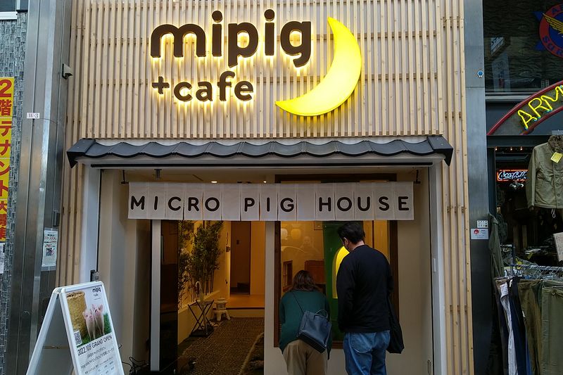 Micro-Pig-Café