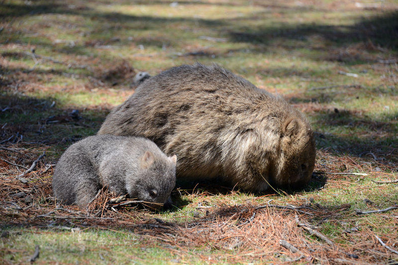 Süße Wombats