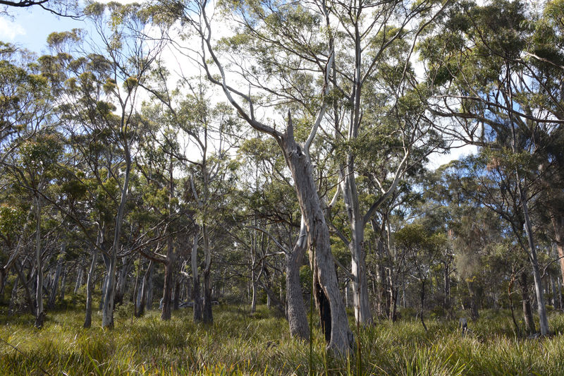 Eukalyptuswald bei einem Spaziergang