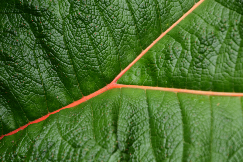 Schönes Blatt