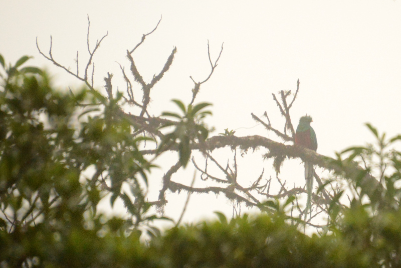 Das strubbelige Etwas ist der Quetzal