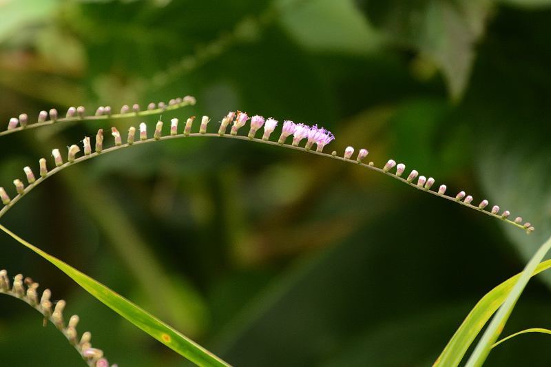 Schöne Struktur einer Blüte