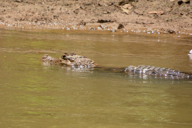 Kaiman im Wasser