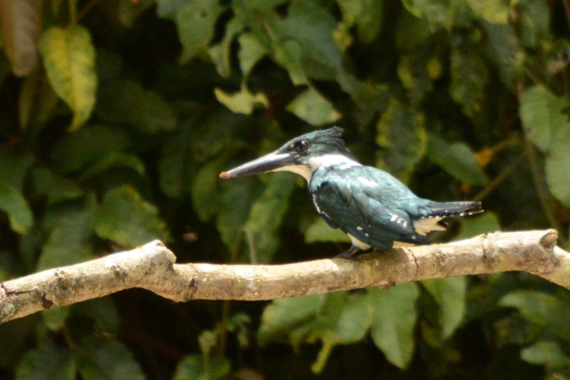 Eisvogel