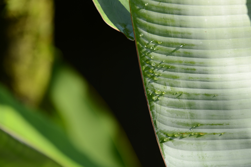 Wassertropfen auf Bananenblatt